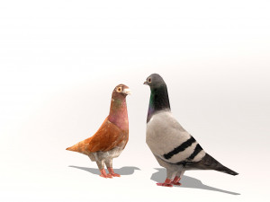two pigeons Modèle 3D