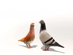 two pigeons 3D Model