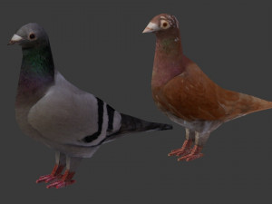 two pigeons Modèle 3D