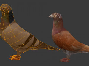 two pigeons Modèle 3D