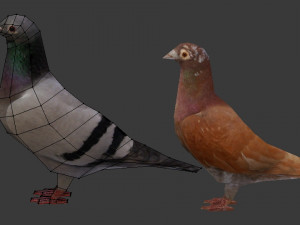 two pigeons Modèle 3D