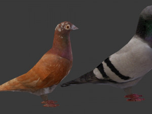 two pigeons Modèle 3D