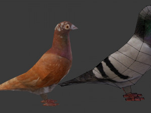 two pigeons Modèle 3D
