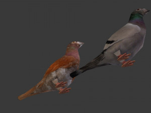 two pigeons Modèle 3D