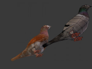 two pigeons Modèle 3D