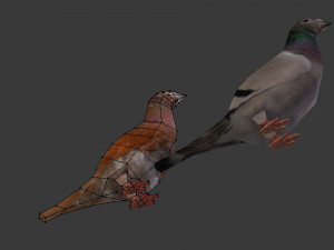 two pigeons Modèle 3D