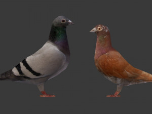 two pigeons Modèle 3D