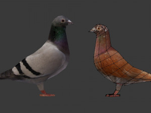 two pigeons Modèle 3D