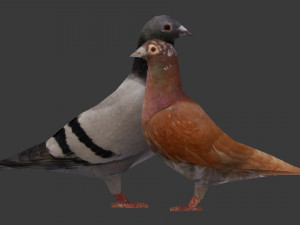 two pigeons Modèle 3D