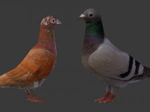 two pigeons Modèle 3D