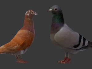 two pigeons 3D Model