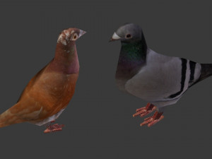 two pigeons Modèle 3D