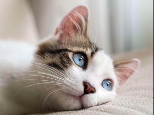lithophane cat Modello di stampa 3D