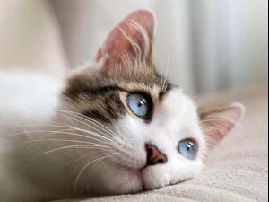 lithophane cat 3D Print Model