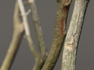5 sticks pack 1 photoscanned Modelo 3D