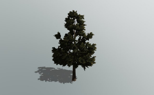 3d pine tree Modelo 3D .c4d .max .obj .3ds .fbx .stl .blend 