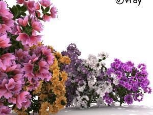 azalea kollection 3D 모델