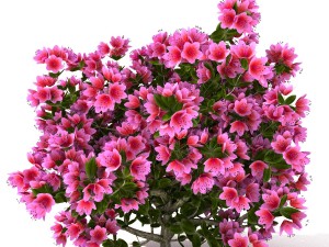 azalea kollection Modèle 3D