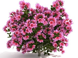 azalea kollection Modèle 3D