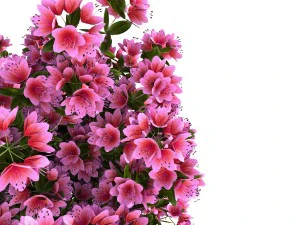 azalea kollection 3D Model