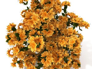 azalea kollection Modèle 3D