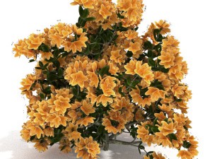 azalea kollection Modèle 3D