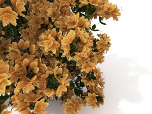 azalea kollection Modèle 3D