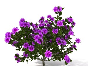 azalea kollection Modèle 3D