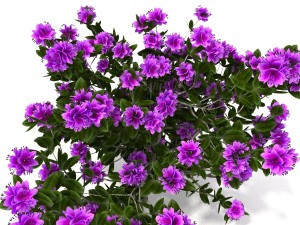 azalea kollection Modèle 3D