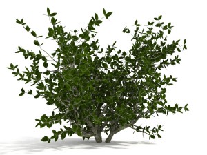 azalea kollection Modèle 3D