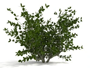 azalea kollection 3D Model