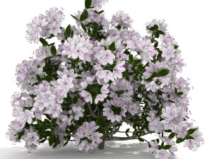 azalea kollection Modèle 3D