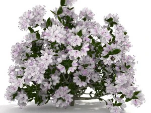azalea kollection 3D Model