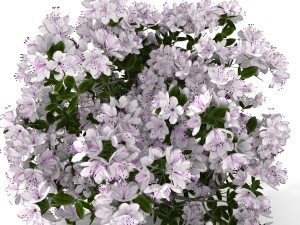 azalea kollection Modèle 3D