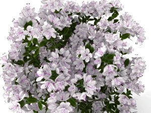 azalea kollection 3D Model