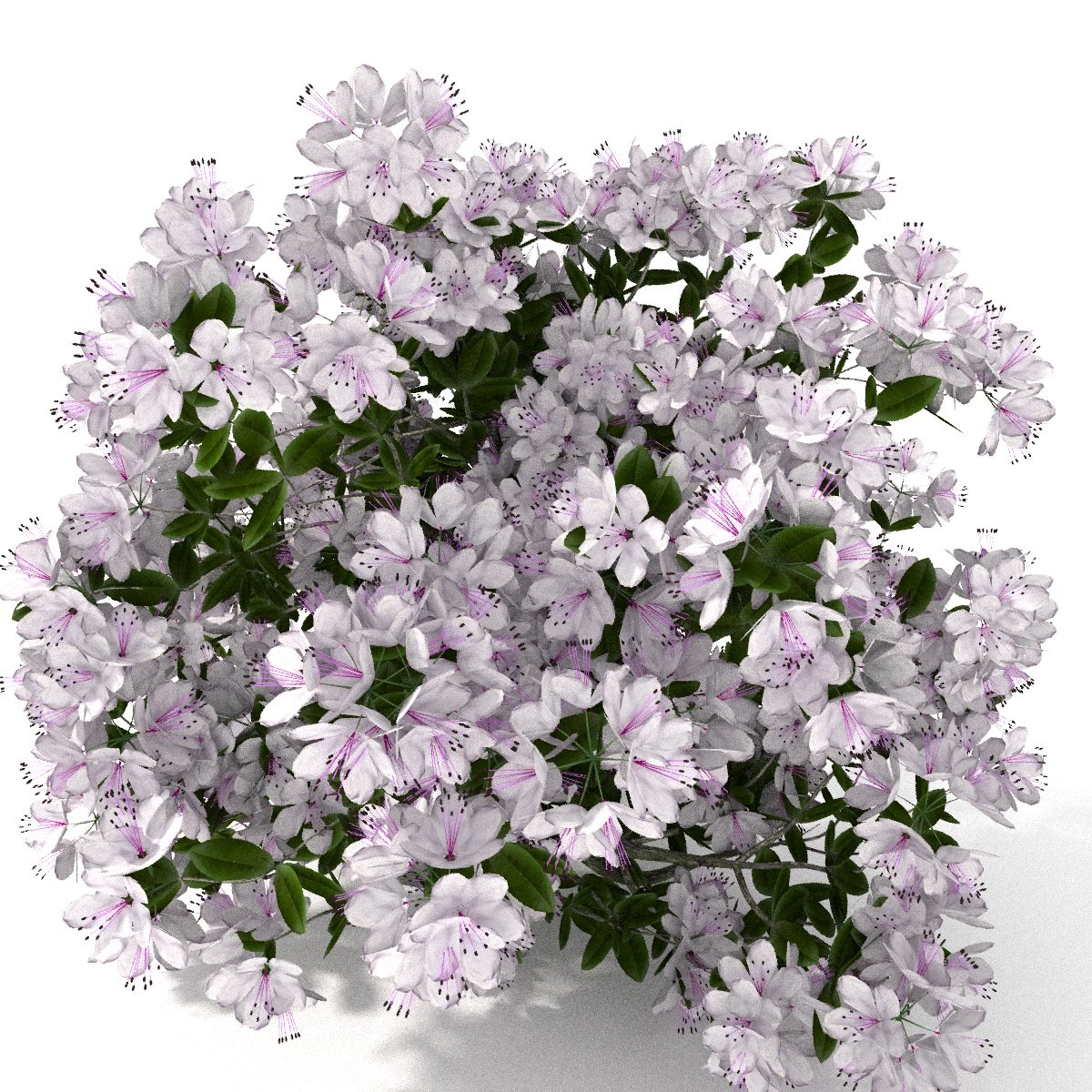 С днем рождения азалия