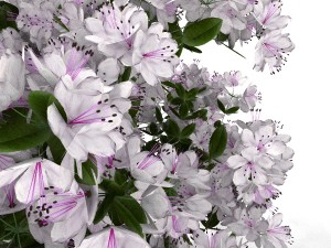 azalea kollection Modèle 3D