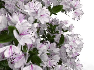 azalea kollection 3D Model