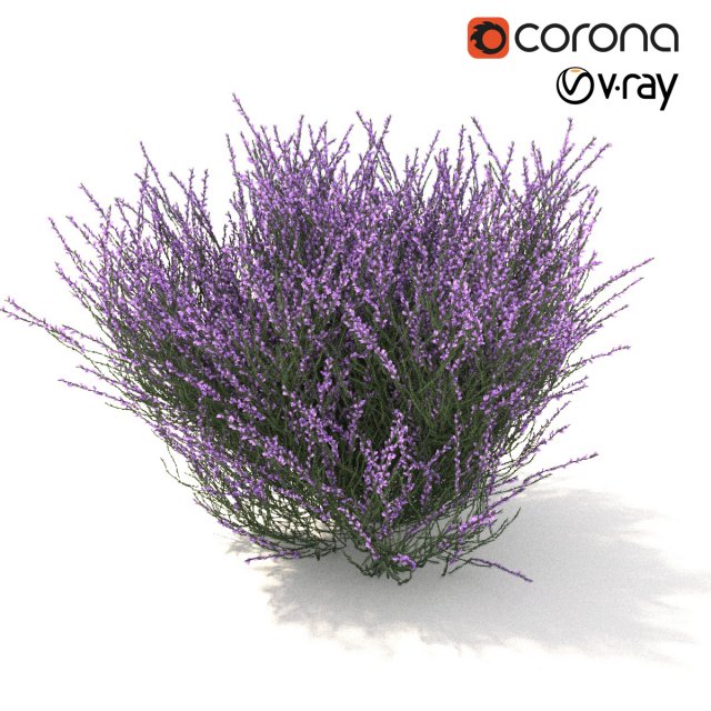 heather 3D Model .c4d .max .obj .3ds .fbx .stl .blend 