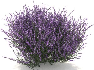 heather 3D Model