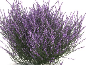 heather 3D Model