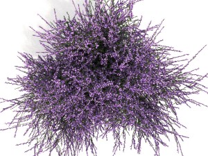 heather 3D Model