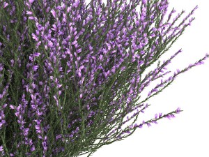 heather 3D Model