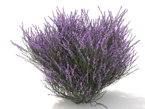 heather 3D Model