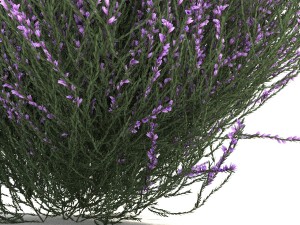 heather 3D Model