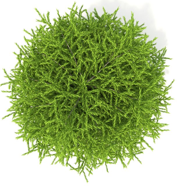 cryptomeria 3Dモデル .c4d .max .obj .3ds .fbx .stl .blend 