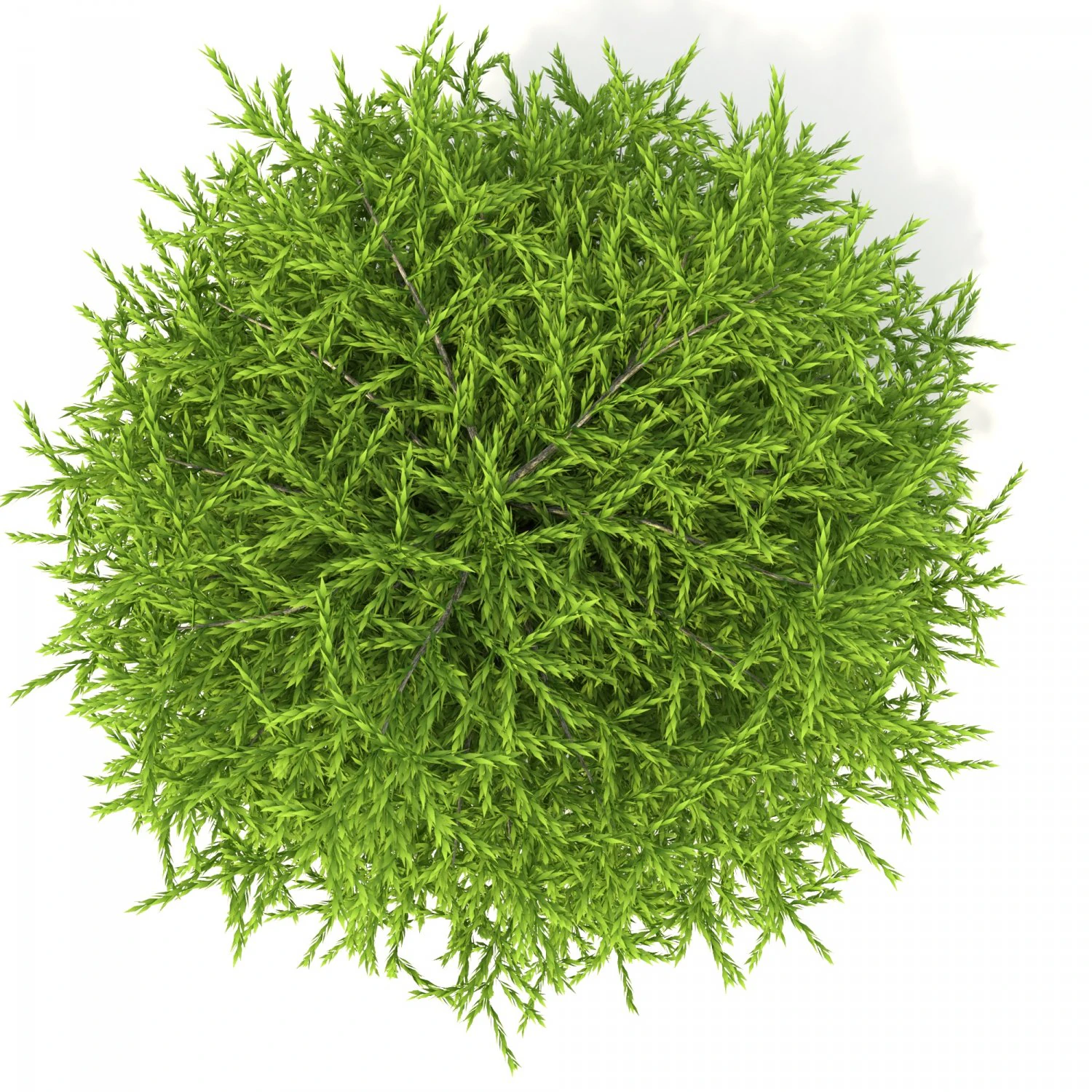 cryptomeria 3D Model .c4d .max .obj .3ds .fbx .stl .blend 