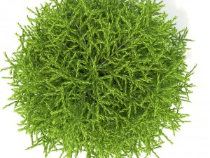 क्रिप्टोमेरिया 3D मॉडल