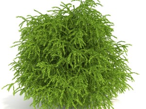 cryptomeria 3Dモデル