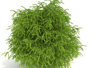 cryptomeria 3D Model